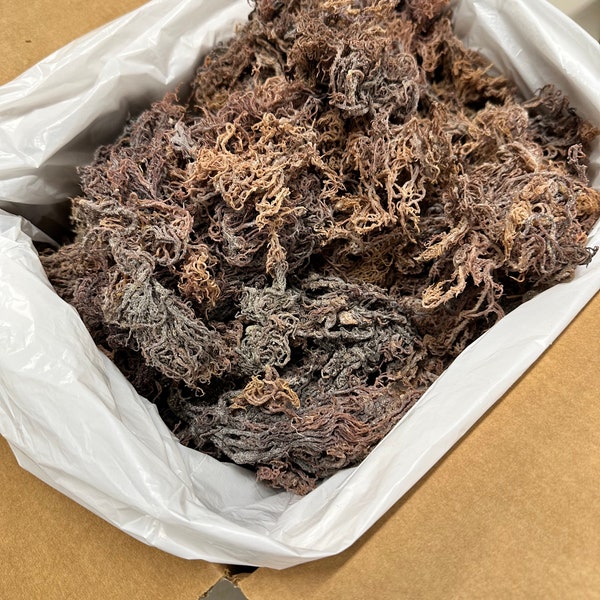 Organic Sea Moss from Jamaica 8oz-1lb Full Spectrum - Multicolored (Purple)