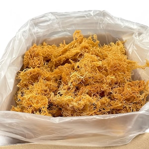 Sea Moss Ocean Harvested Wildcrafted | Wholesale Gold Seamoss | Non GMO | Third-Party Tested | Organic Seamoss
