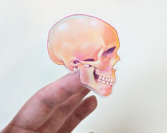 Detailed Anatomical Skull Decal | Unique Clear Skull Sticker | Laptop Sticker | Water Bottle Decal | Anatomy