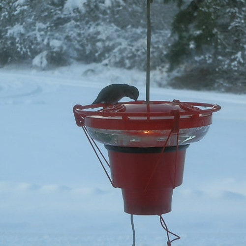 Hummer Hearth Hummingbird Feeder Heater feeder Excluded Etsy