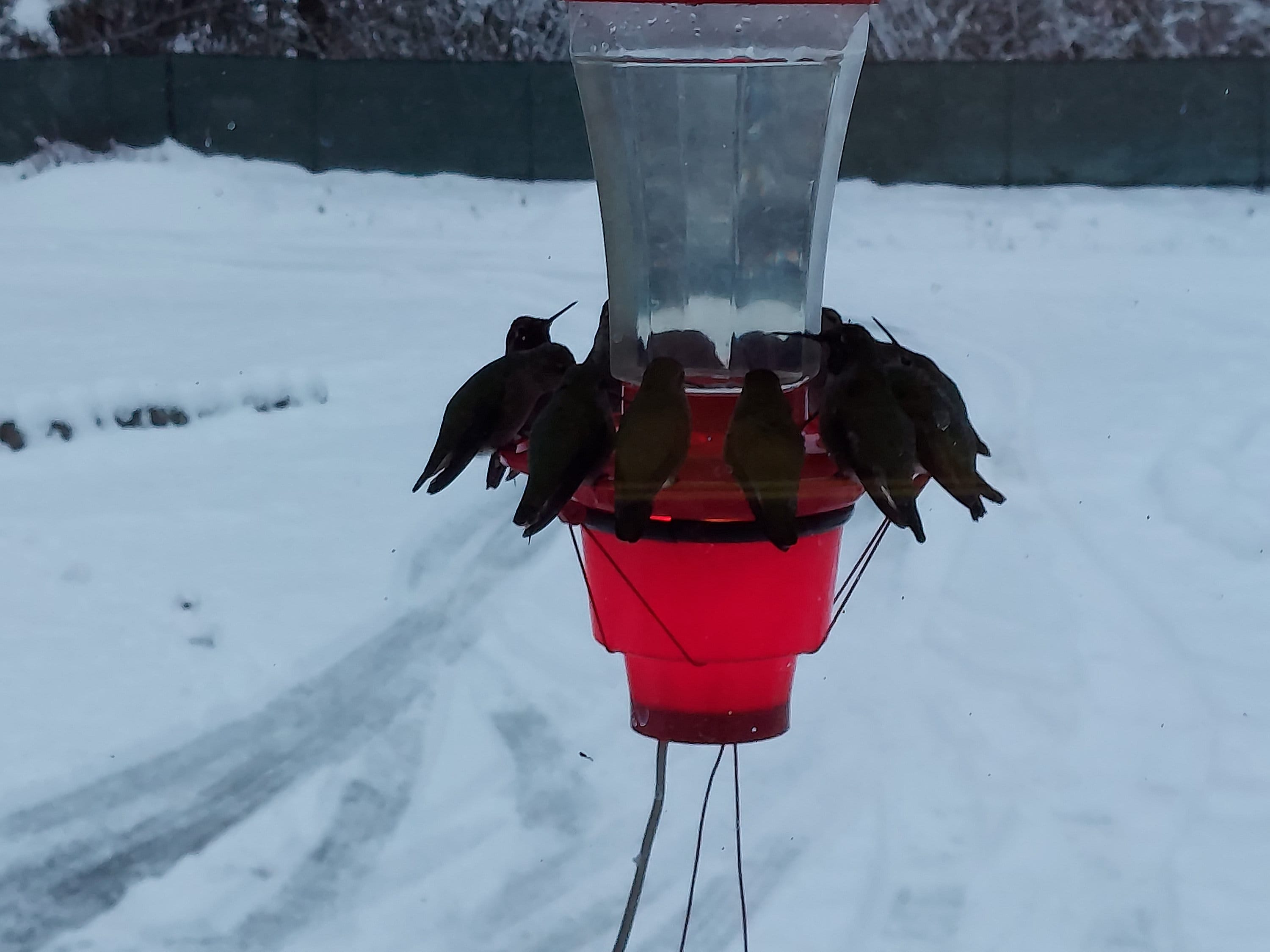 Hummer Hearth Hummingbird Feeder Heater feeder Excluded Etsy
