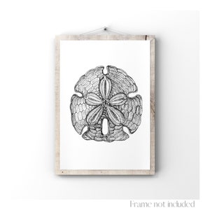 Sand Dollar Illustration Clypeasteroida Print Sea urchin fossil Ocean Drawing Aquatic Sketch Marine Ernst Haeckel Encope Emarginata