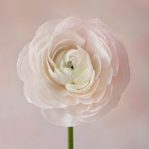 Ranunculus Notecards, Cotton Rag Paper with a Deckled Edge, 8 Card-  5x7 Flat, with envelopes