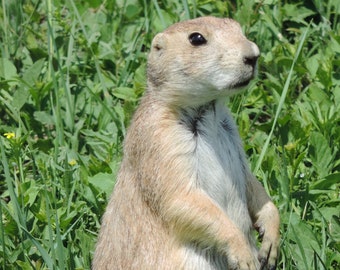 Photograph of a Prairie Dog sitting up in Badlands National Park, South Dakota printed on metal