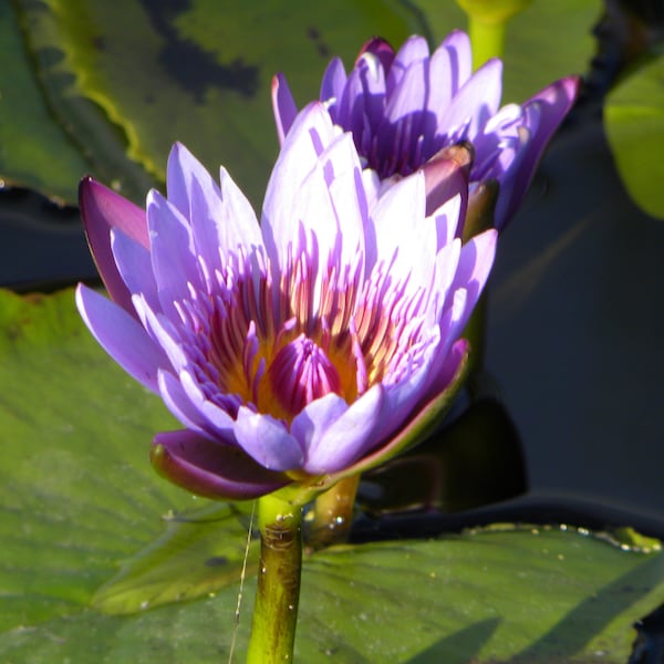 Photograph of purple water lily flowers in Naples, Florida