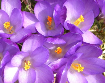 Photograph of purple crocus in full bloom