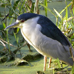 Photograph of a Night Heron bird in Corkscrew Swamp Sanctuary, Naples, Florida