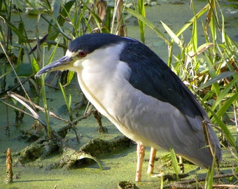 Photograph of a Night Heron bird in Corkscrew Swamp Sanctuary, Naples, Florida
