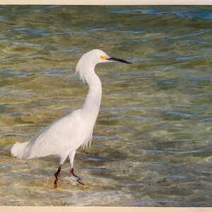 May include: A white egret stands in shallow water. The bird has a long, slender neck and a black beak. The water is clear and reflects the sunlight, creating a shimmering effect. The egret's feathers are pristine white, contrasting with the water's colors.
