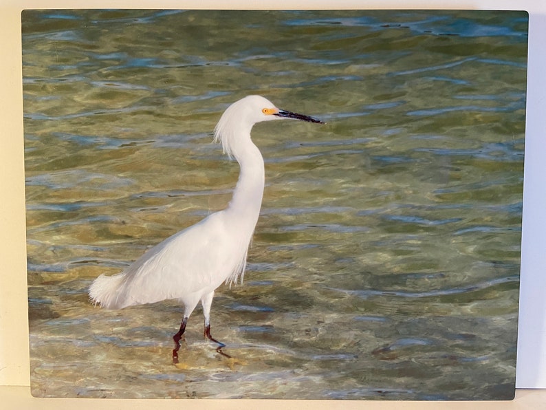 May include: A white egret stands in shallow water. The bird has a long, slender neck and a black beak. The water is clear and reflects the sunlight, creating a shimmering effect. The egret's feathers are pristine white, contrasting with the water's colors.