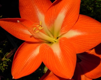 Photograph of a red and white Hibiscus flower in Florida