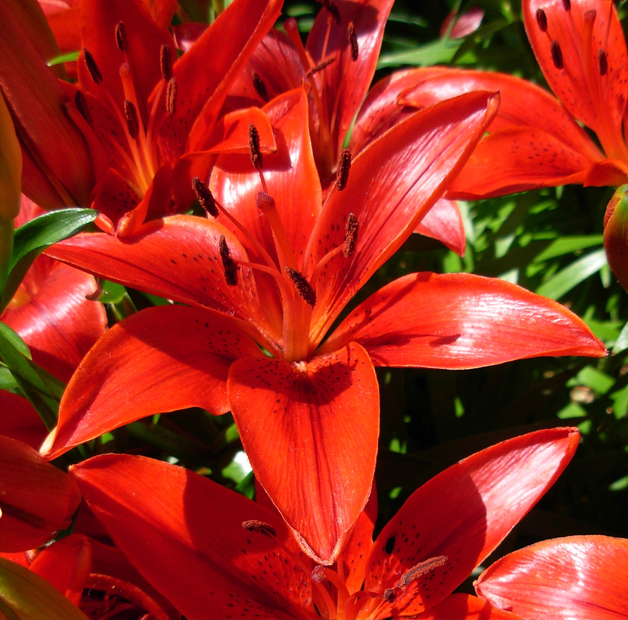 Photograph of Bright Red Asiatic Lilies in Full Sun Etsy