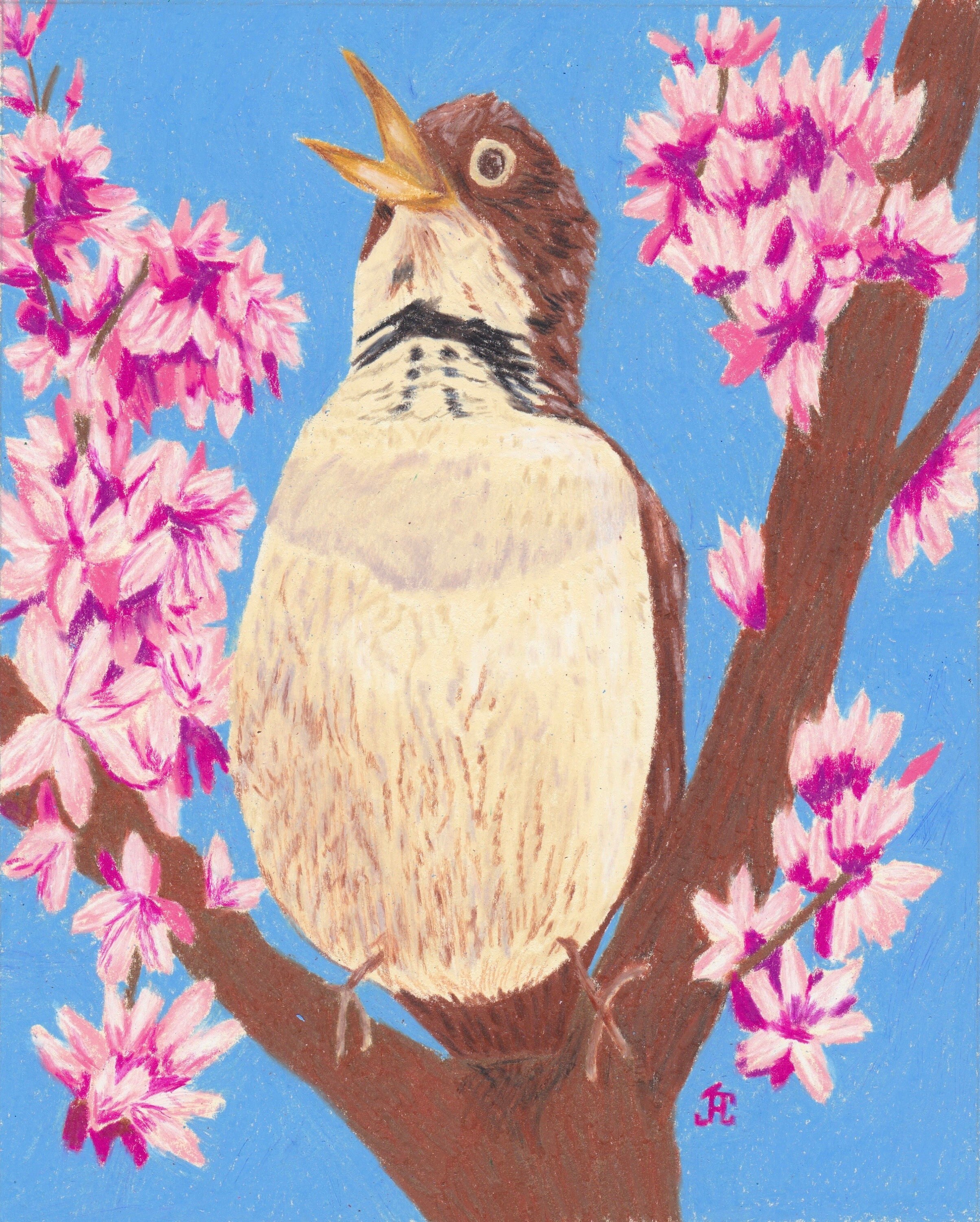 4 Note Cards of my colored pencil drawing Make a Joyful Noise, (bird singing in redbud tree), set of 4