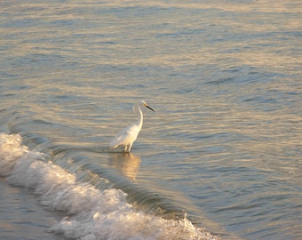 Photograph of a great egret wading into the surf at sunset with waves at Naples Beach, Florida 11&quot; x 14&quot;