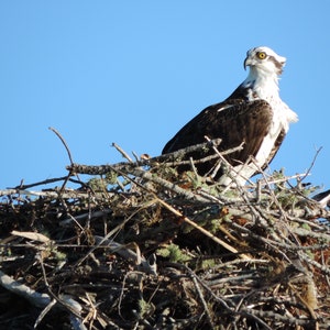 May include: A brown and white osprey perched on a large nest made of sticks and branches. The bird is looking to the right of the image, with its head turned slightly.