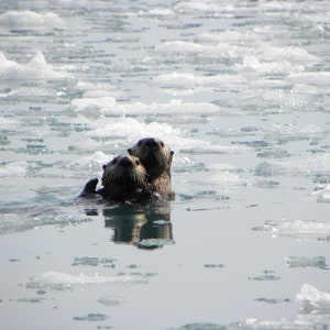 Note Cards of my photograph of Mother and Pup Sea Otters, Prince William Sound, Alaska