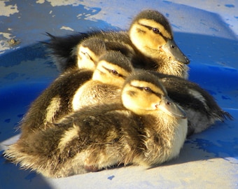 Photograph &quot;Get Your Ducks in a Row&quot; of 4 ducklings sunning themselves off Lake Springfield in Illinois
