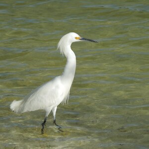 May include: A white snowy egret stands in shallow, clear water. The bird has a long, slender neck, a yellow eye, and a black beak. Its white feathers are ruffled by the wind. The water is a light green color, and the bird's legs are visible.