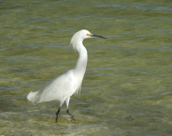 Photograph of a snowy egret bird wading at Lover's Key State Park, Florida printed on metal, 11" x 14"