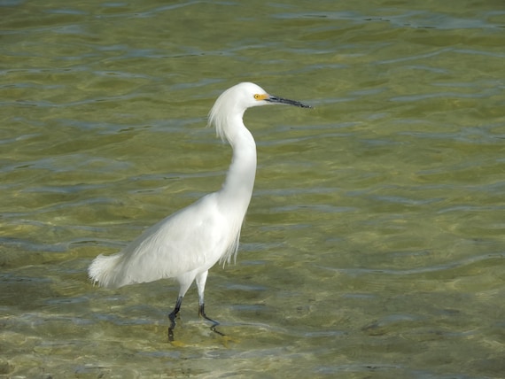 Photograph of a snowy egret bird wading at Lover's Key State Park, Florida printed on metal, 11" x 14"
