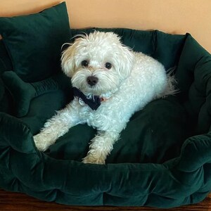 Green Velvet/Velour Dog main image 1