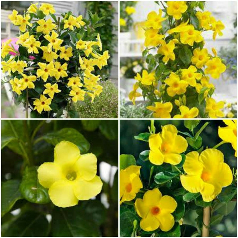 YELLOW Mandevilla Dipladenia Vine Live Plant 8 inches tall Etsy