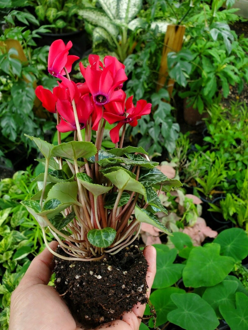 Red Cyclamen Persicum Live Plant 5 inches tall Etsy