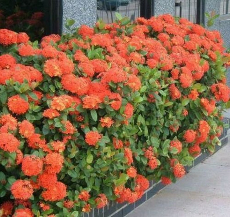 IXORA MAUI RED Live plant 3 to 5 inches tall Etsy