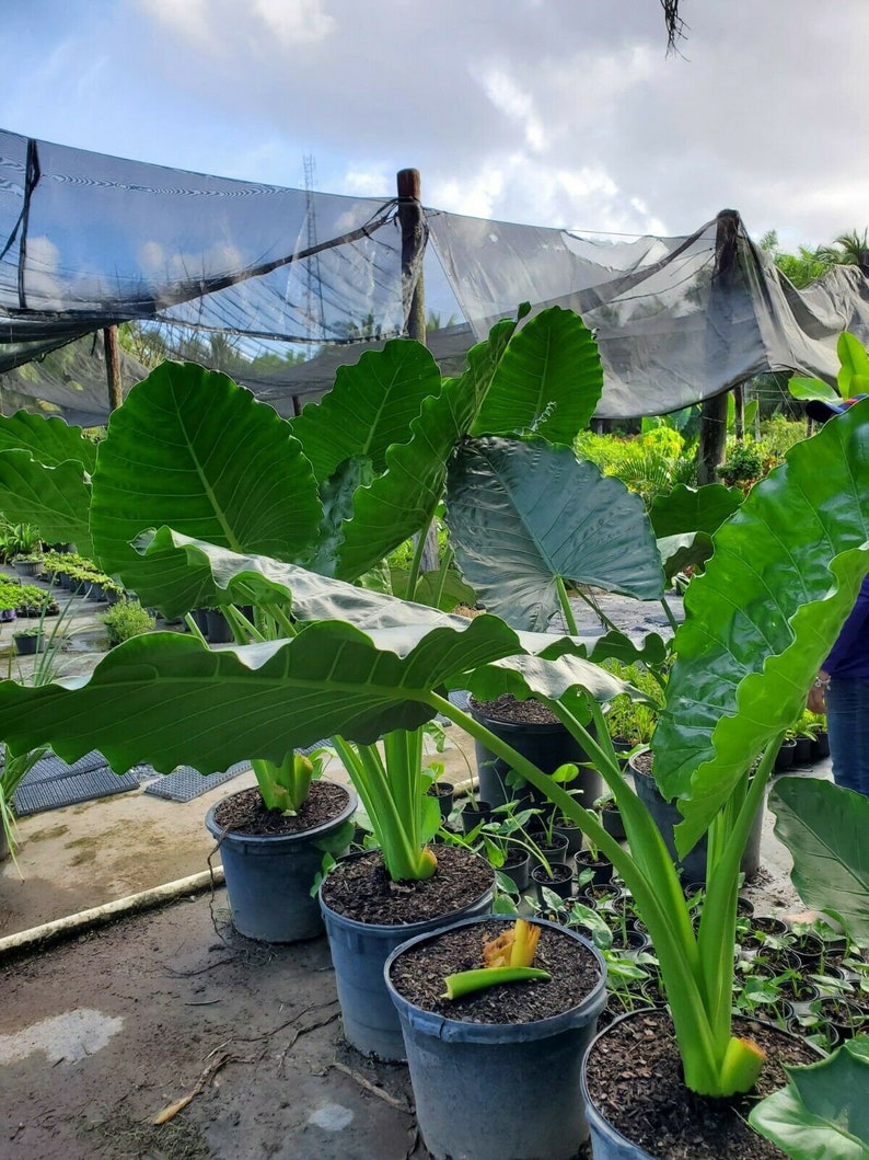 BORNEO GIANT ELEPHANT Ear Taro Alocasia Macrorrhiza Small ...