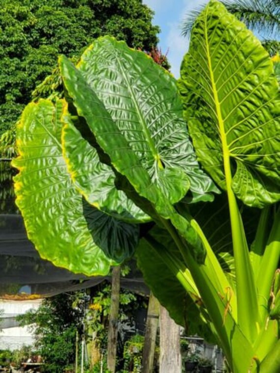 BORNEO GIANT ELEPHANT Ear Taro Alocasia Macrorrhiza Small Etsy