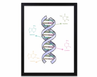 Può includere: Una stampa incorniciata con un'illustrazione colorata di un'elica a doppia elica del DNA. L'opera d'arte include etichette per Adenina, Timina, Citosina e Guanina, con le loro strutture chimiche. La cornice è nera.