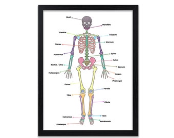 Menschliches Skelett, Diagramm - Anatomie - Drucke