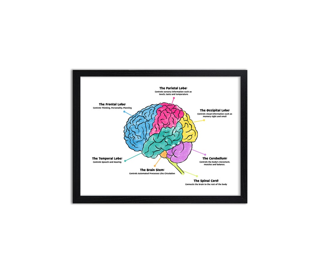 Brain Diagram - Anatomy - Prints - Etsy