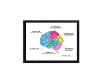 Gehirn-Diagramm - Anatomie - Drucke
