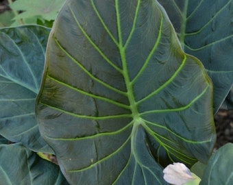 Regal Shields Alocasia - LIVE Tropical plant~ Hawaiian grown