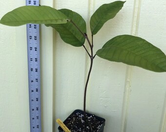 Amvout 'Trichoscypha acuminata' NDONGE Gabon Grape Tree LIVE Potted Plant