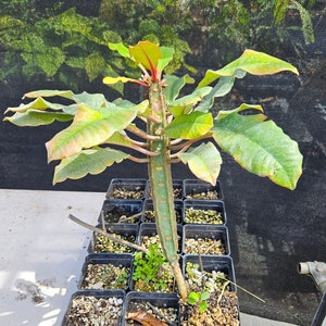 Madagascar Jewel plant Euphorbia leuconeura rooted in a small pot image 1