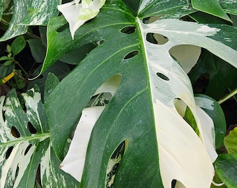 Monstera Borsigiana Albo rooted in a 4inch tree pot between 2-4 leaves about 24 inches tall