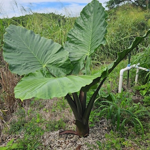 DARK STAR Alocasia live Tropical plant Hawaiian grown Elephant Ear