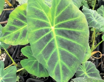 RARE 'Imperial Gigante' Colocasia PLANT 10-14 inches well-rooted in a small pot