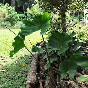 Stingray Alocasia ELEPHANT EAR Live potted STARTER Plant