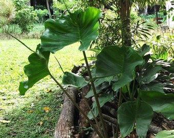 Stingray Alocasia ELEPHANT EAR Live potted STARTER Plant