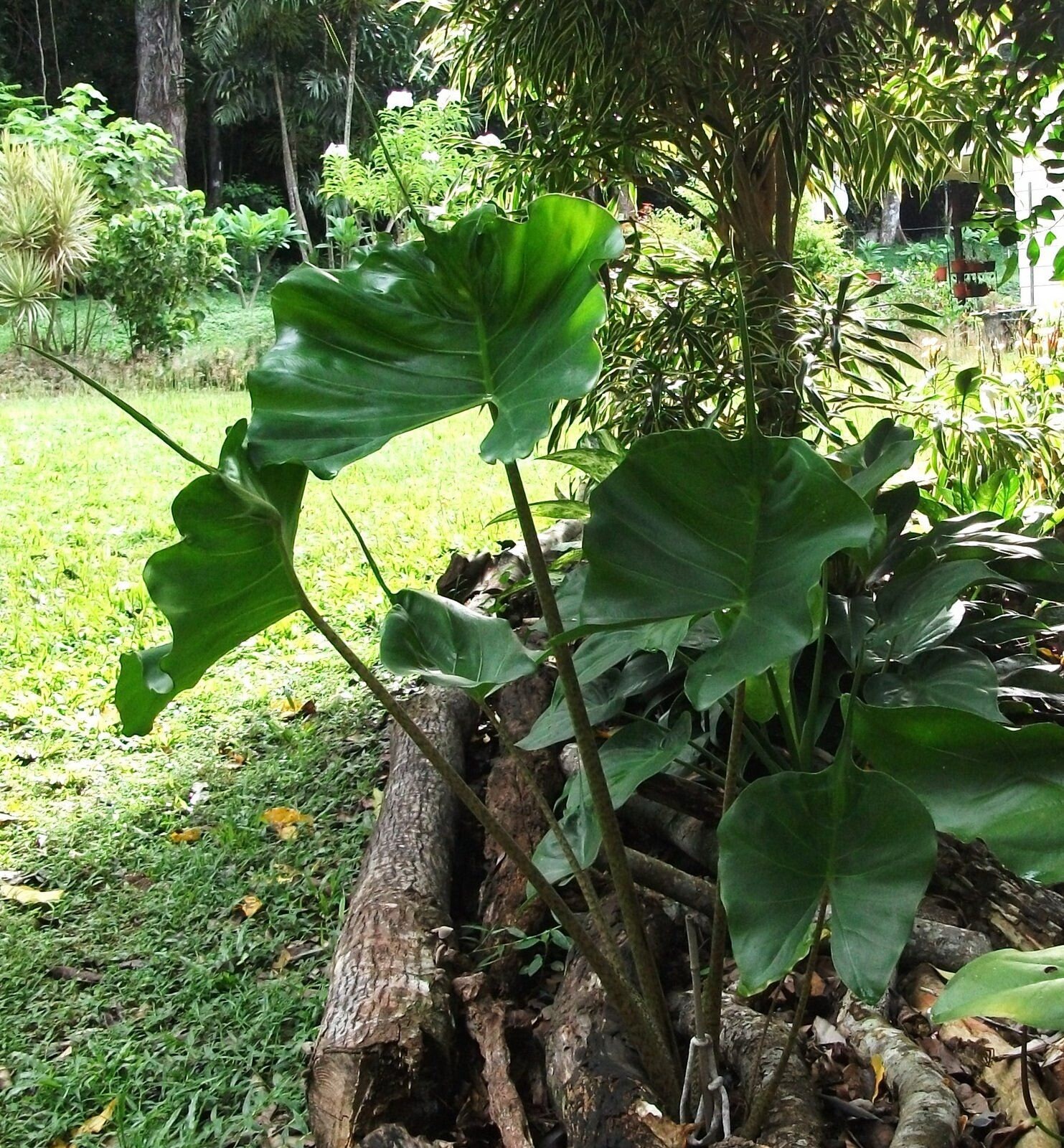 Stingray Alocasia ELEPHANT EAR Live potted STARTER Plant Etsy