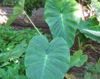 ZELDZAME Jack's Giant Colocasia esculenta LIVE Tropische plant ~ Hawaïaans gekweekt