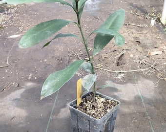 LIVE Garcinia macrophylla PUNGARA tree 18-24 inches tall well-rooted in a 4 inch pot