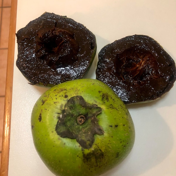 BLACK SAPOTE Tree Superfood 2-3 foot plant potted in a small pot
