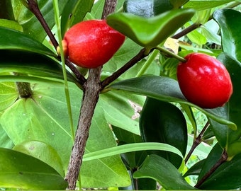 Cedar Bay Cherry 'Eugenia reinwardtiana' tree about 20-24 inches tall LIVE in small pot