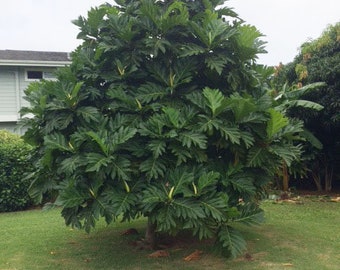 Ma'afala Popular Breadfruit tree about 3 feet tall well-rooted Maafala