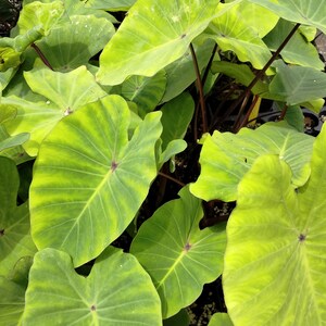 May include: Close-up of a cluster of large, heart-shaped leaves. The leaves are a vibrant green with lighter green veining and a dark purple stem. The plant appears to be a type of tropical foliage.