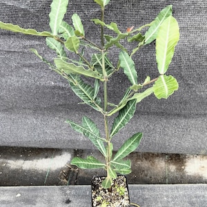 LIVE &#39;Garcinia Livingstonei&#39; Imbe African mangosteen 20-24 inches tall rooted in a 4 inch pot